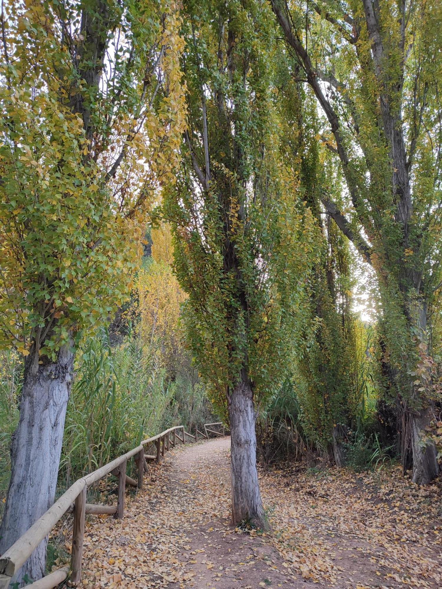 El Canton Bogarra Dış mekan fotoğraf